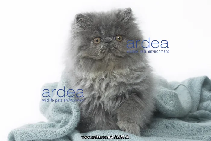  : Persian Cat kitten in blanket