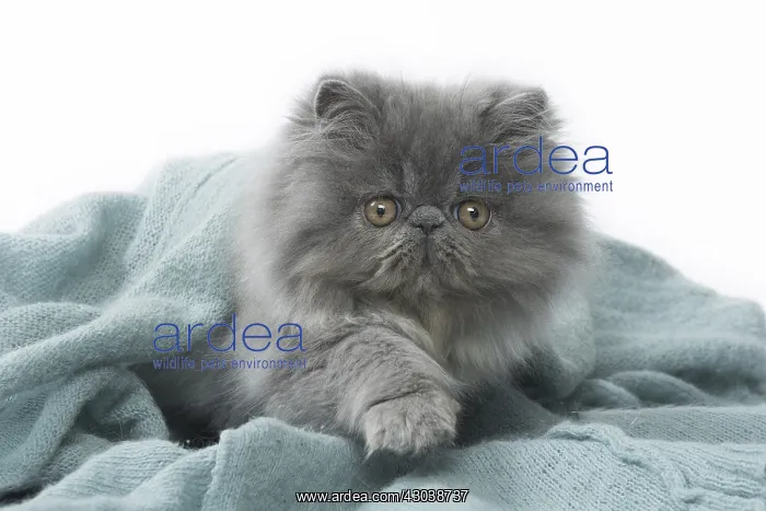  : Persian Cat kitten in blanket