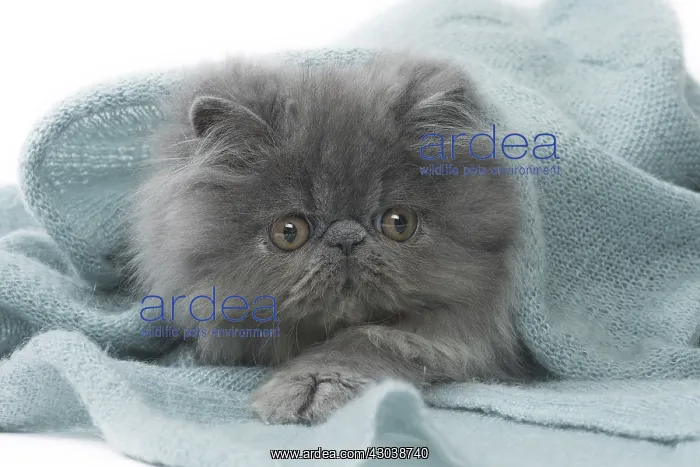  : Persian Cat kitten in blanket