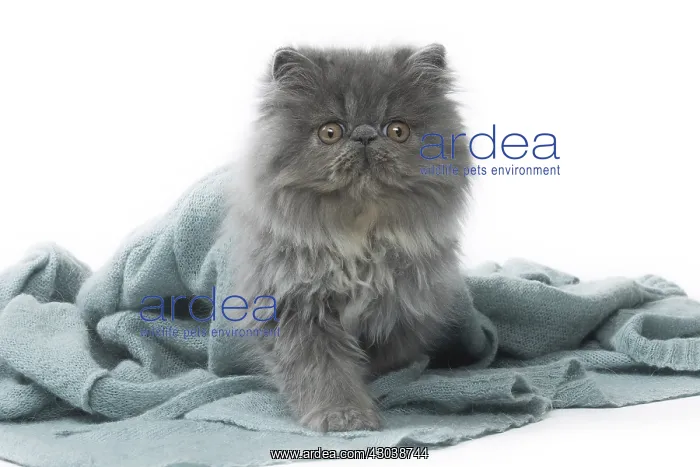  : Persian Cat kitten in blanket
