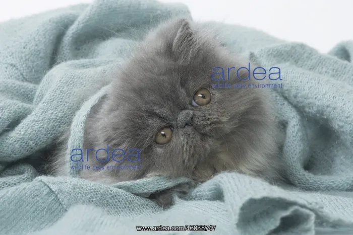 : Persian Cat kitten in blanket