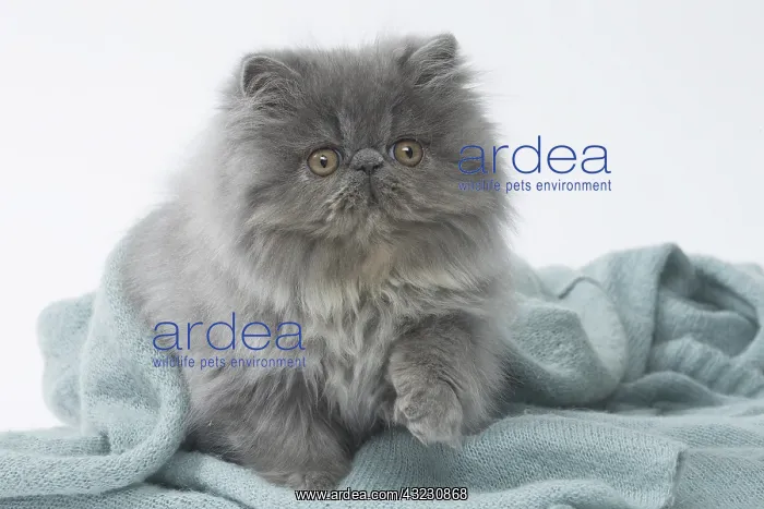  : Persian Cat kitten in blanket
