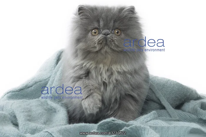  : Persian Cat kitten in blanket