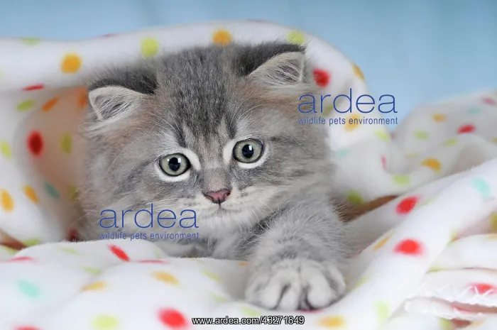 : Persian cat, kitten, blue tabby, portrait, under : Persian cat, kitten, blue tabby, portrait, under