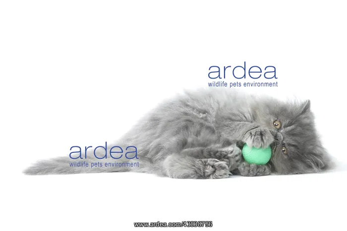  : Persian Cat kitten playing with toy ball