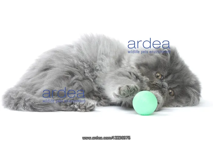  : Persian Cat kitten playing with toy ball