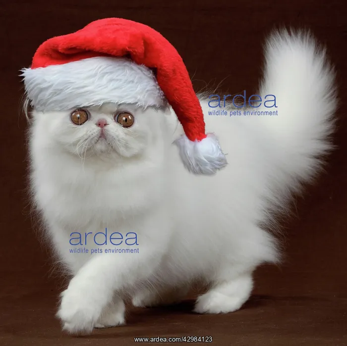 : Persian Cat, Kitten wearing Christmas hat : Persian Cat, Kitten wearing Christmas hat
