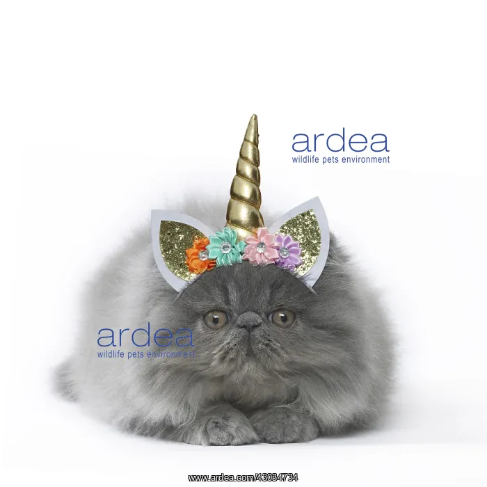 : Persian Cat, kitten wearing unicorn headband : Persian Cat, kitten wearing unicorn headband