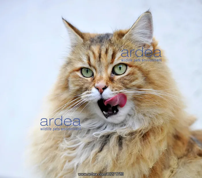 : Persian cat licking its mouth : Persian cat licking its mouth