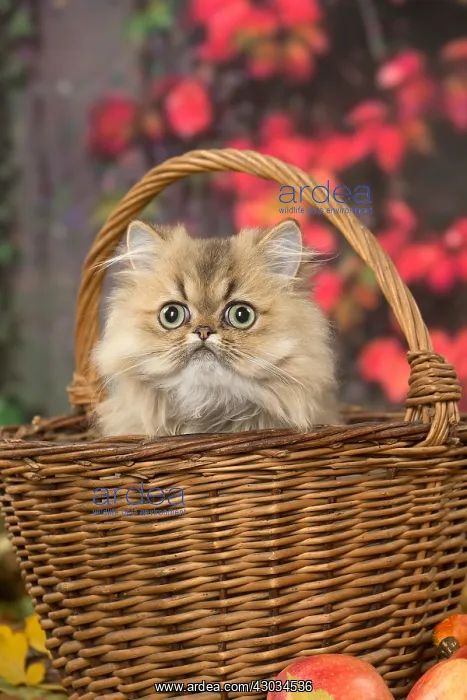  : Persian cat outdoors in autumn
