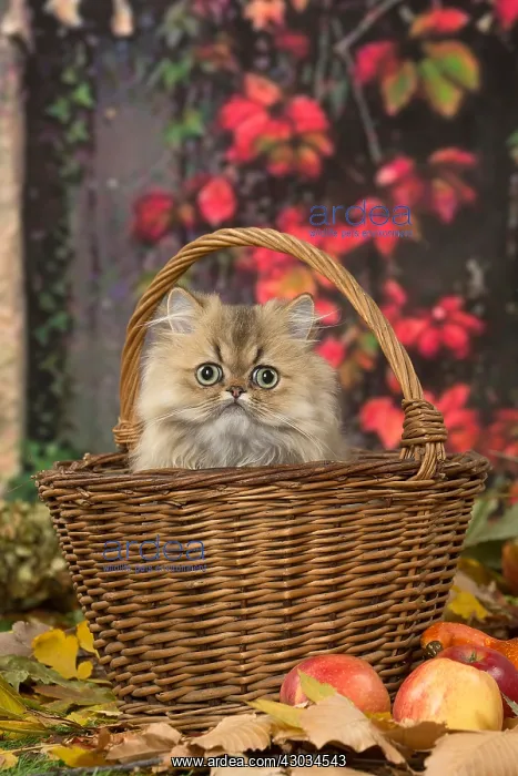  : Persian cat outdoors in autumn