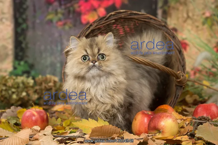  : Persian cat outdoors in autumn
