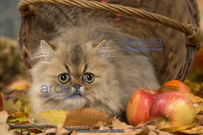  : Persian cat outdoors in autumn