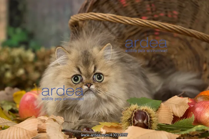  : Persian cat outdoors in autumn
