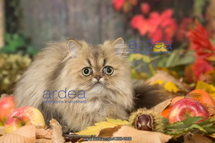 : Persian cat outdoors in autumn