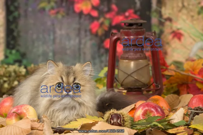  : Persian cat outdoors in autumn