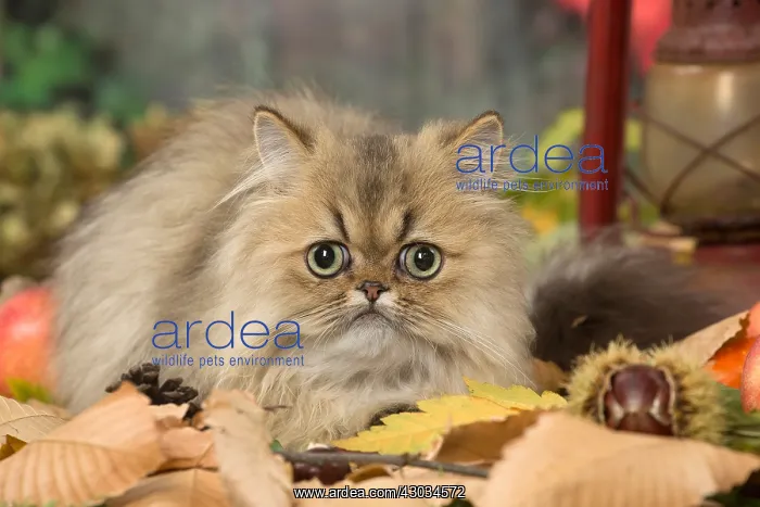  : Persian cat outdoors in autumn