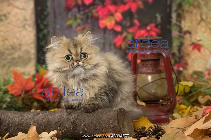  : Persian cat outdoors in autumn