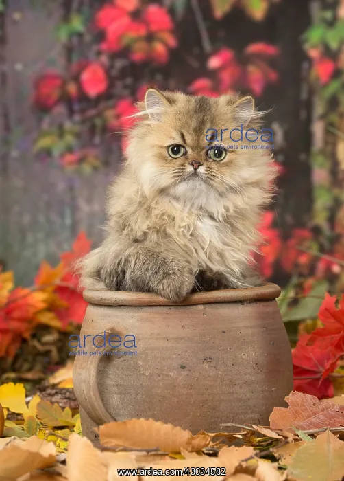  : Persian cat outdoors in autumn
