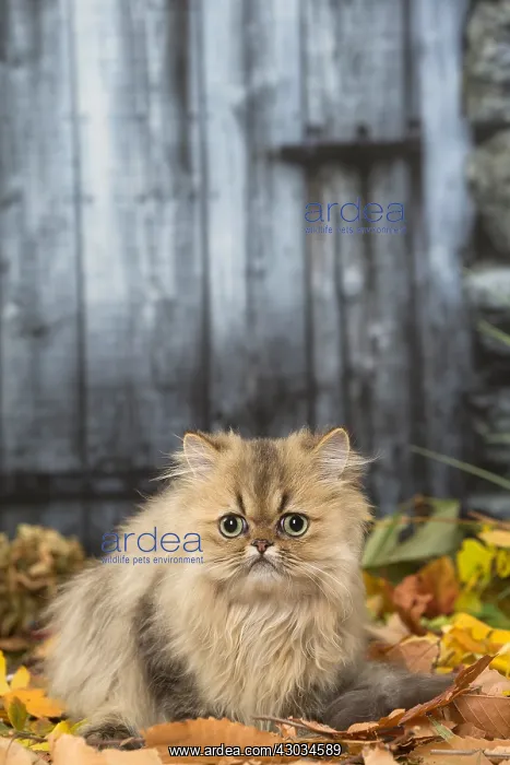  : Persian cat outdoors in autumn