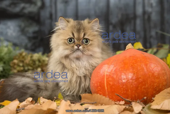  : Persian cat outdoors in autumn