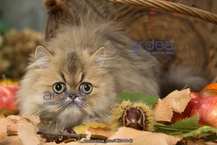  : Persian cat outdoors in autumn