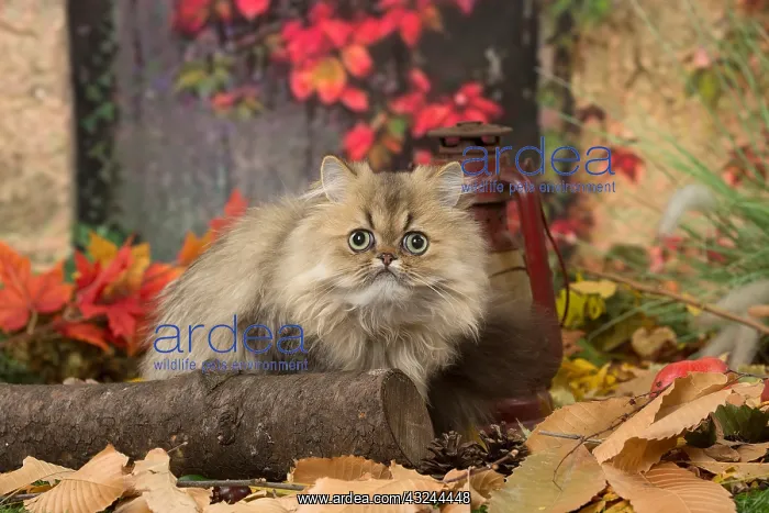  : Persian cat outdoors in autumn