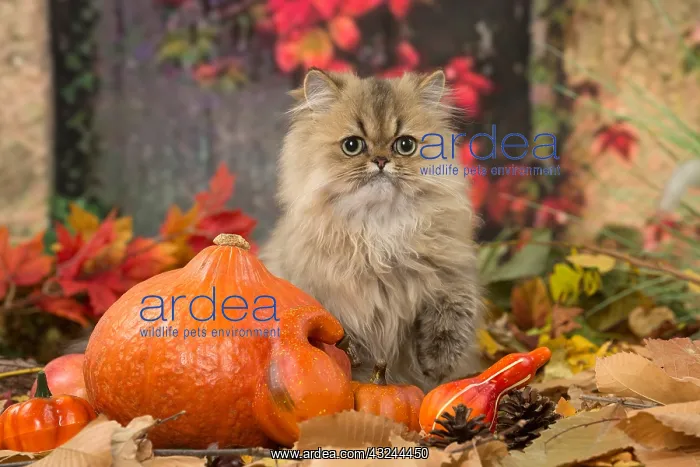 : Persian cat outdoors in autumn : Persian cat outdoors in autumn