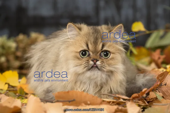  : Persian cat outdoors in autumn
