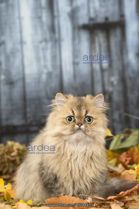  : Persian cat outdoors in autumn