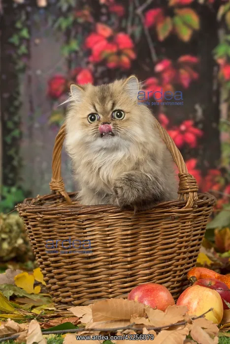  : Persian cat outdoors in autumn