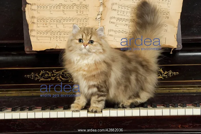  : Persian Cat - on piano