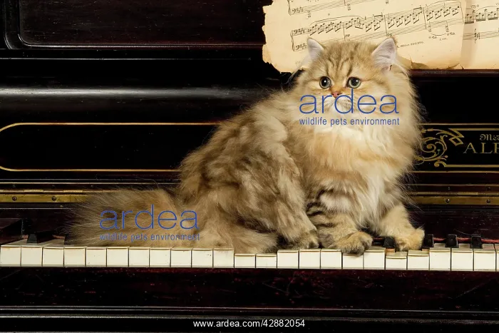 : Persian Cat - on piano