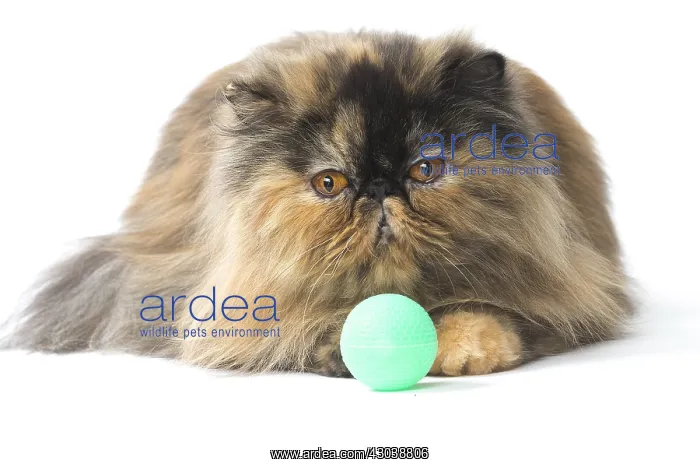  : Persian Cat playing with toy ball