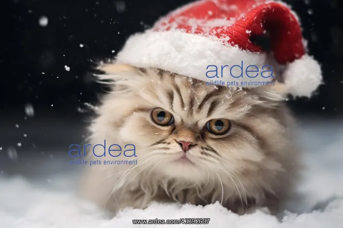 : Persian cat with red Christmas Santa hat in snow : Persian cat with red Christmas Santa hat in snow