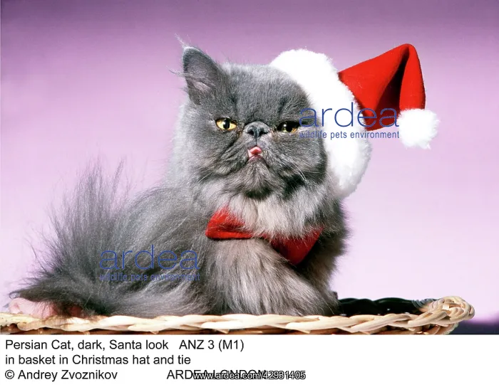 : Persian Cat - Santa look in basket in Christmas hat and tie : Persian Cat - Santa look in basket in Christmas hat and tie