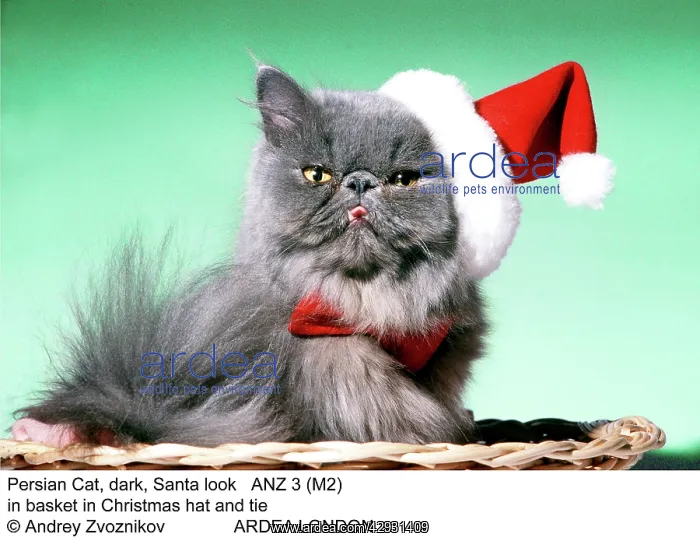 : Persian Cat - Santa look in basket in Christmas hat and tie : Persian Cat - Santa look in basket in Christmas hat and tie