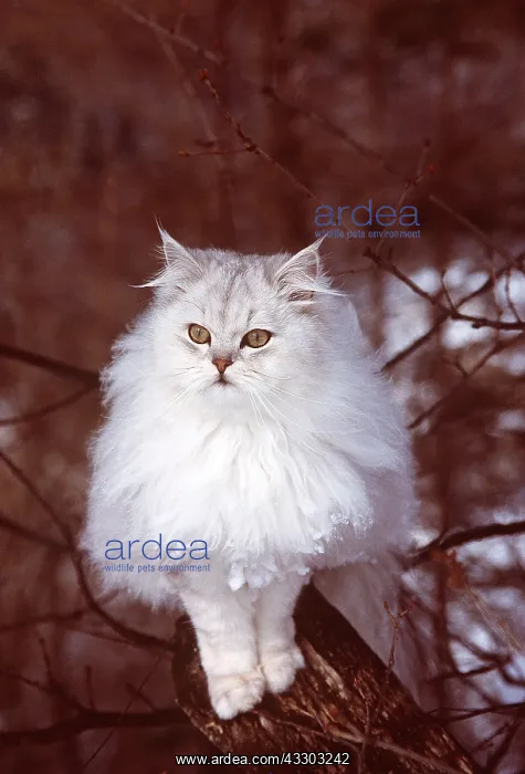 : PERSIAN CAT - Silver-shaded, on tree : PERSIAN CAT - Silver-shaded, on tree