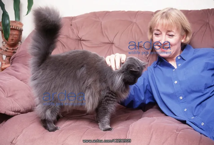 : PERSIAN CAT - On sofa with owner : PERSIAN CAT - On sofa with owner