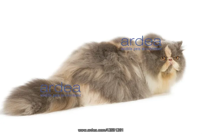  : Persian Cat - in studio