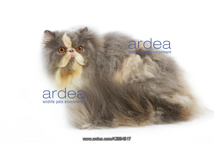  : Persian Cat - in studio