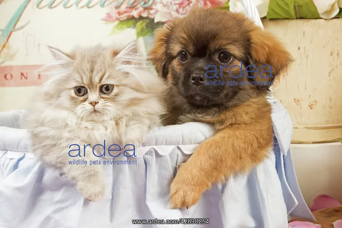  : Persian Cat with Tibetan Spaniel puppy