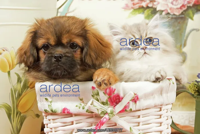 : Persian Cat with Tibetan Spaniel puppy in basket : Persian Cat with Tibetan Spaniel puppy in basket
