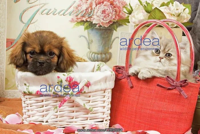 : Persian Cat with Tibetan Spaniel puppy in baskets : Persian Cat with Tibetan Spaniel puppy in baskets