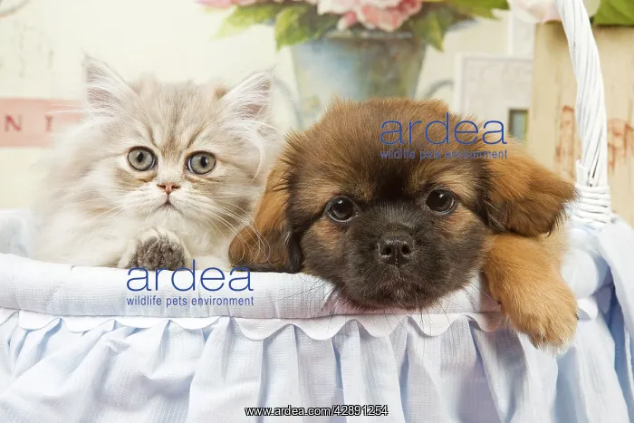  : Persian Cat with Tibetan Terrier puppy