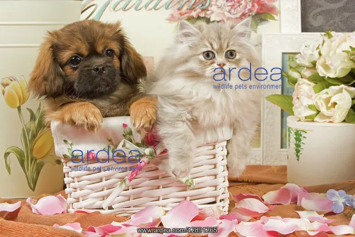  : Persian Cat with Tibetan Terrier puppy