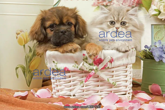  : Persian Cat with Tibetan Terrier puppy