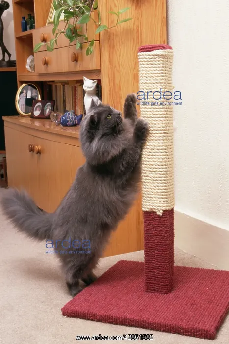 : Persian CAT - using scratching post to sharpen claws : Persian CAT - using scratching post to sharpen claws