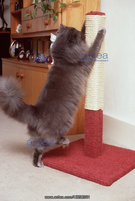 : PERSIAN CAT - using scratching post to sharpen claws : PERSIAN CAT - using scratching post to sharpen claws