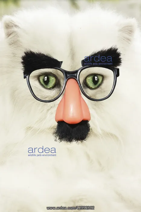 : Persian Cat wearing false nose Groucho glasses : Persian Cat wearing false nose Groucho glasses